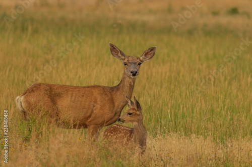 Mule Deer Doe and Fawn