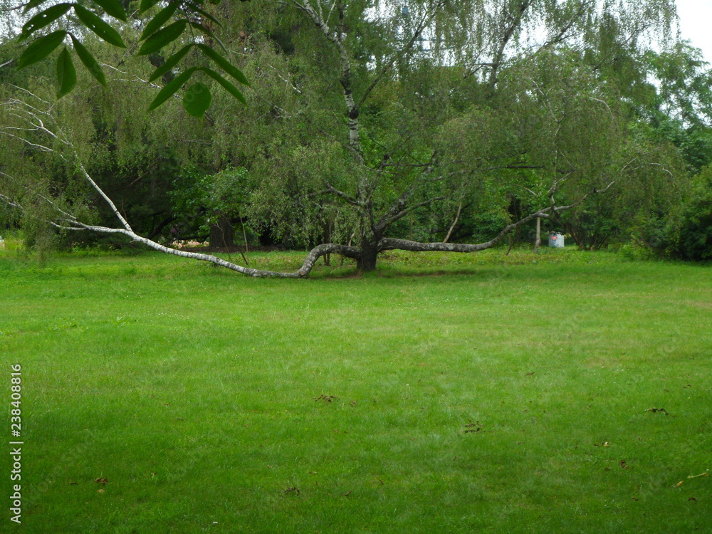 Obraz premium trees in the park