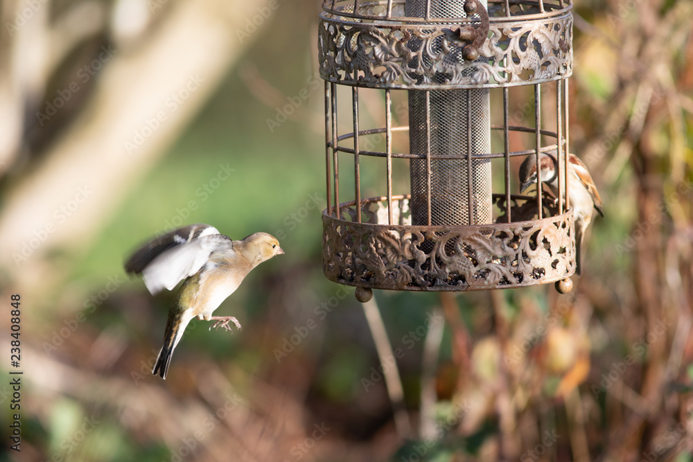 Naklejka premium sparrow on a feeder