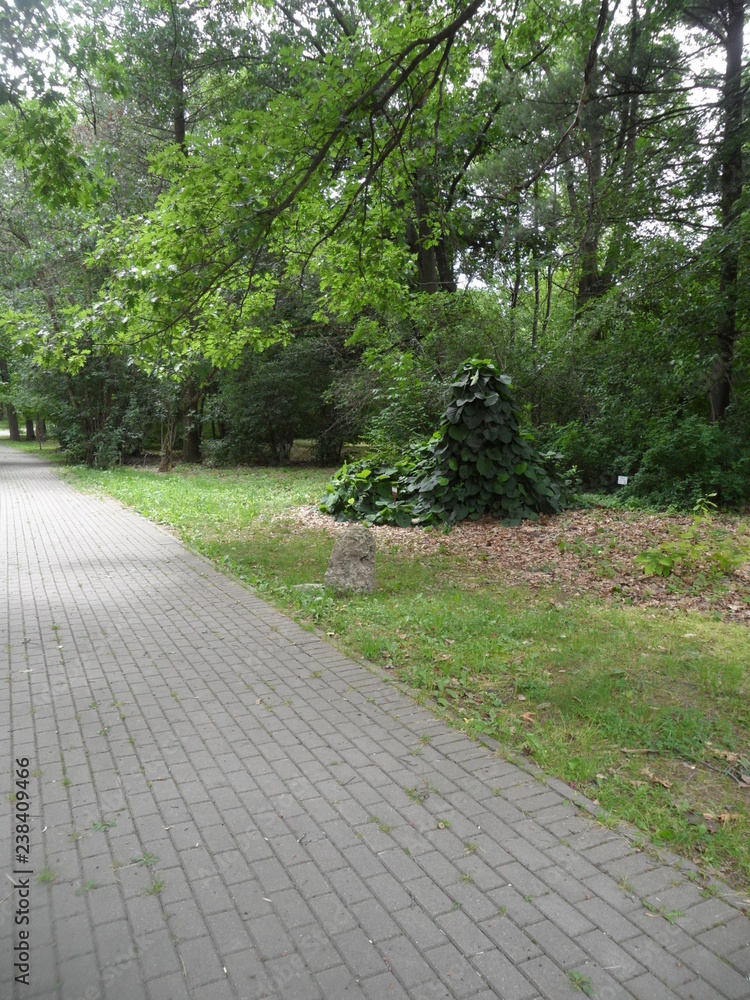 road in forest