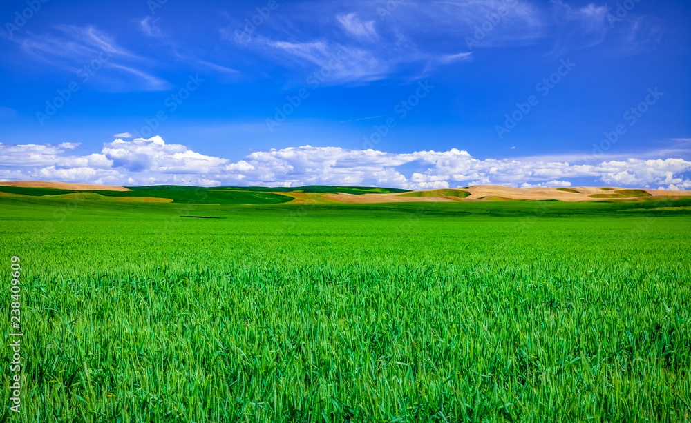 crop field with clouds and sky