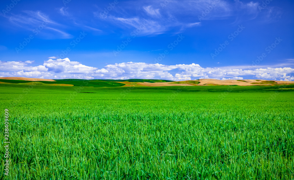 crop field with clouds and sky crop field with clouds and sky