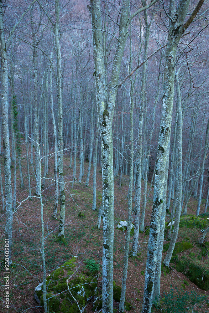 Naklejka premium bosco invernale