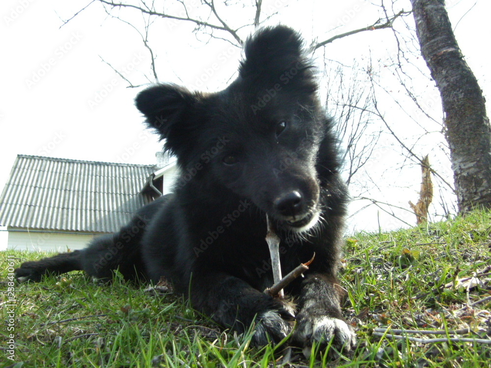 Fototapeta premium black dog