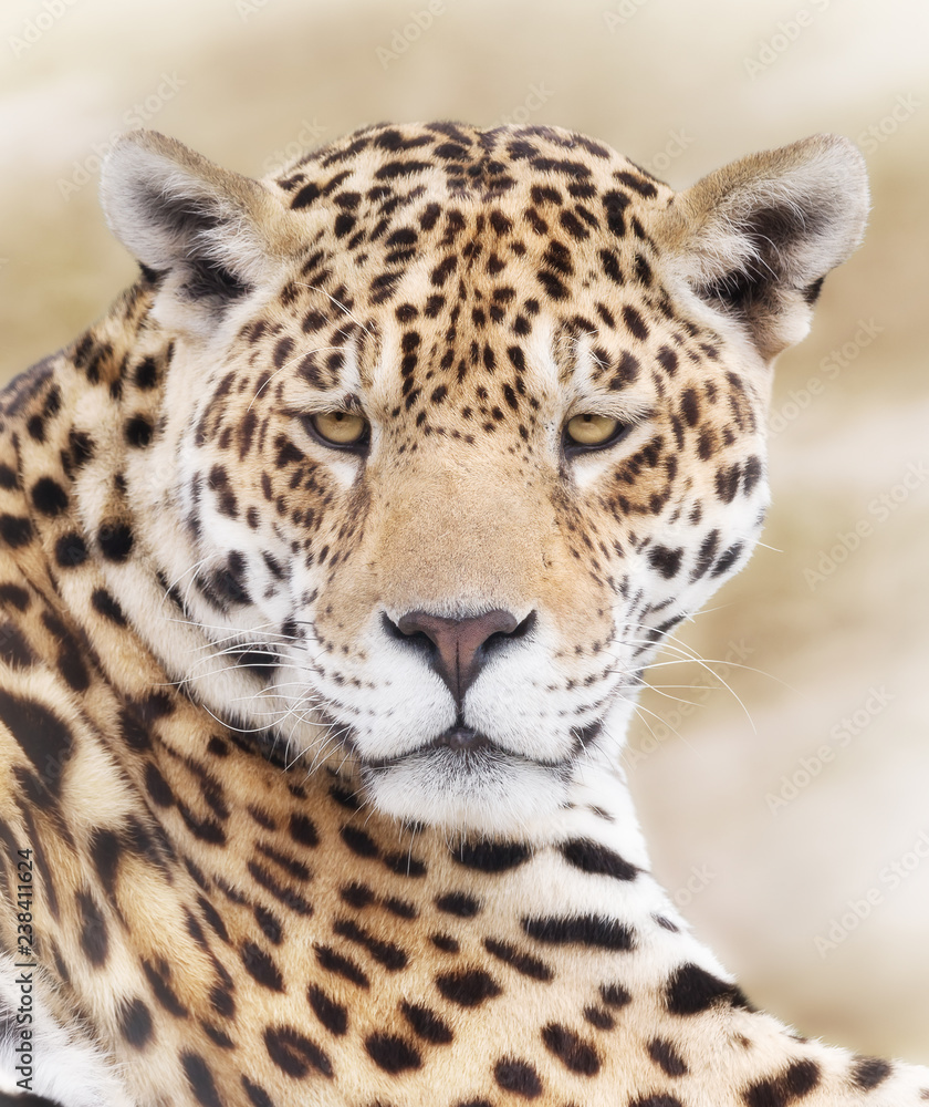 Fototapeta premium Portrait of powerful leopard focusing on target