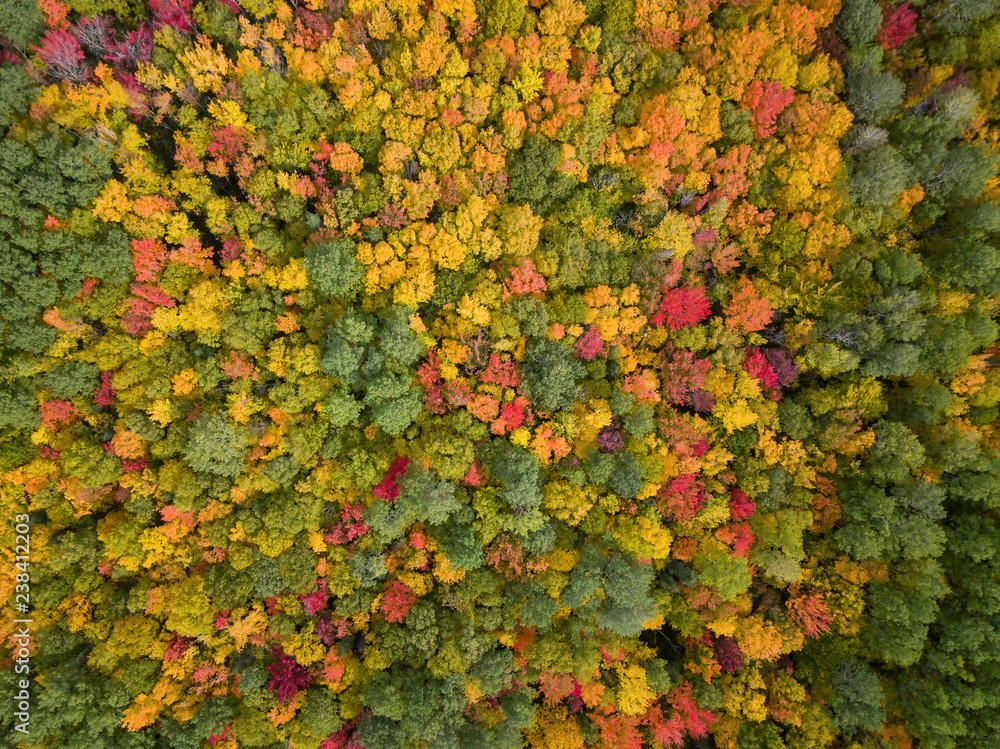 Aerial view from above on the colorful trees during fall season. Taken near Belledune, New Brunswick, Canada. Aerial view from above on the colorful trees during fall season. Taken near Belledune, New Brunswick, Canada.