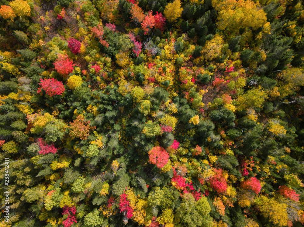 Aerial view from above on the colorful trees during fall season. Taken near Pointe-à-la-Croix, Quebec, Canada. Aerial view from above on the colorful trees during fall season. Taken near Pointe-à-la-Croix, Quebec, Canada.