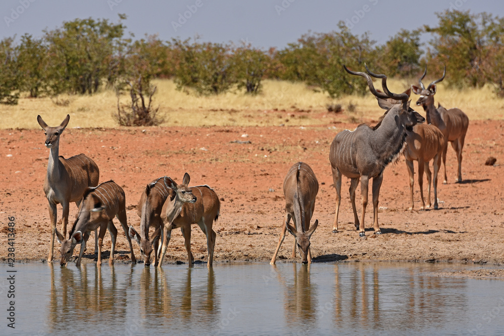 Kudus (Tragelaphus strepsicerus) am Wasserloch Okawao im Etosha Nationalpark in Namibia Kudus (Tragelaphus strepsicerus) am Wasserloch Okawao im Etosha Nationalpark in Namibia