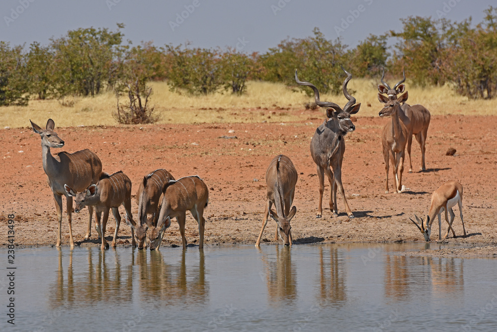 Kudus (Tragelaphus strepsicerus) am Wasserloch Okawao im Etosha Nationalpark in Namibia Kudus (Tragelaphus strepsicerus) am Wasserloch Okawao im Etosha Nationalpark in Namibia