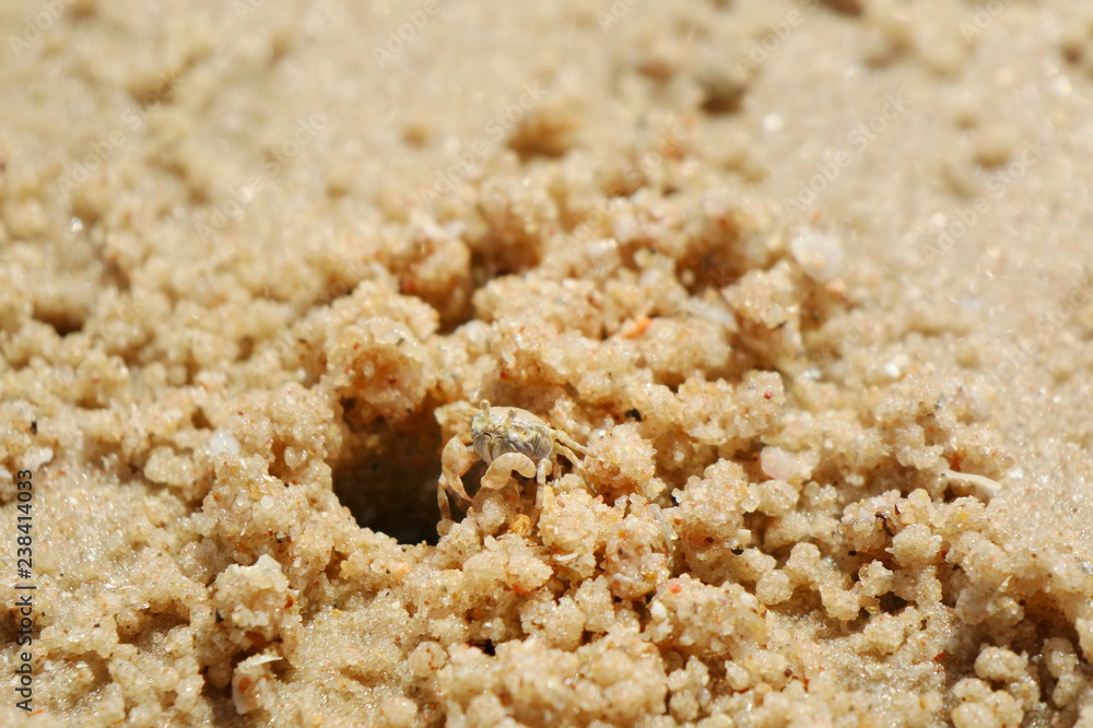 Ghost crab, build a House on the beach. Ghost Crab habitat on sand. Animal concept. Ghost crab, build a House on the beach. Ghost Crab habitat on sand. Animal concept.