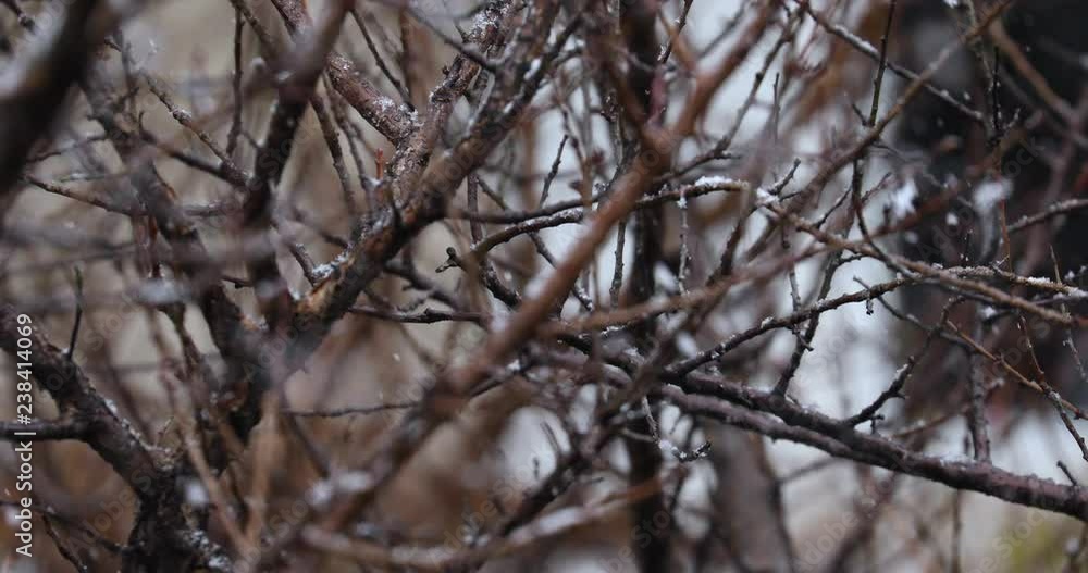 Snowy winter, snow falling over the trees, the weather is getting cold Snowy winter, snow falling over the trees, the weather is getting cold
