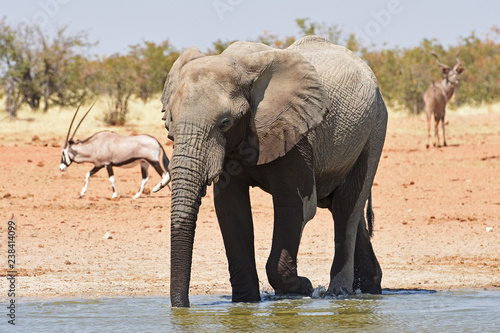 Afrikanischer Elefant (loxodonta africana) am Wasserloch Okawao im Etosha Nationalpark in Namibia