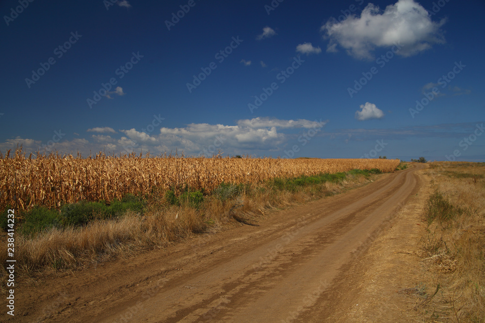 Autumn yellow field and country road. Countryside natural landscape.