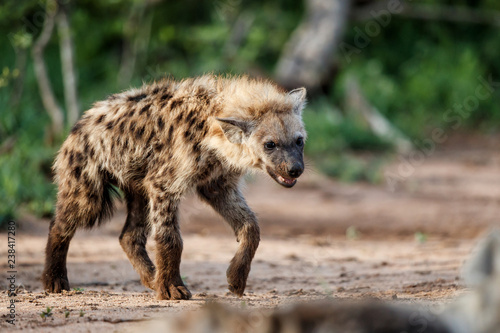 Hyena pup at the hyena den in the early morning in Sabi Sands Game Reserve in South Africa