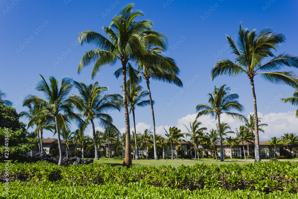 schöne Palmen auf einem Golfplatz auf Big Island Hawaii
