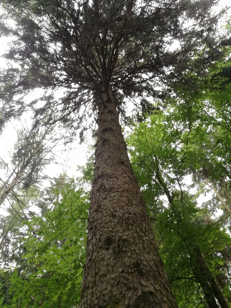 Fototapeta premium Gottschalk Fichte im Taunus