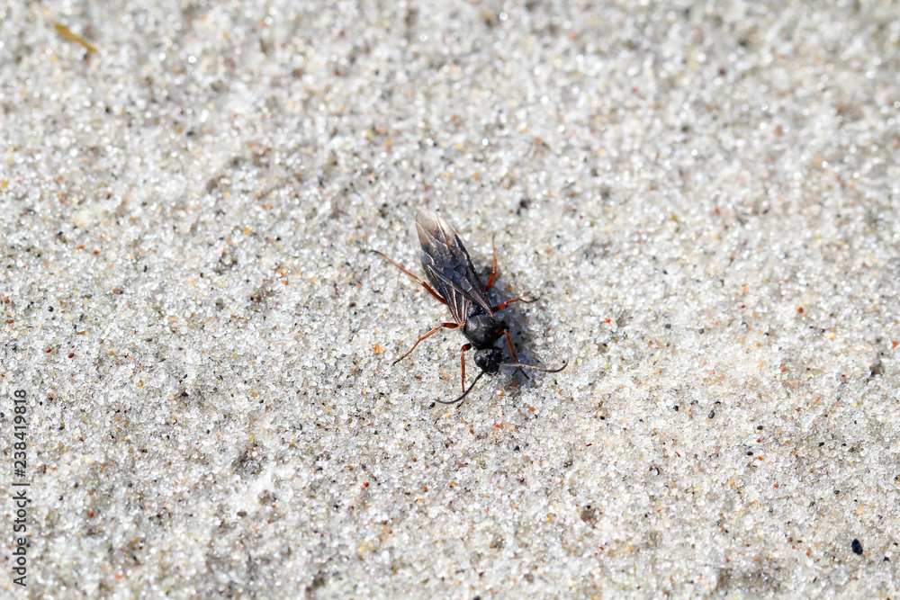 Ameise, Insekt, Käfer im Sand