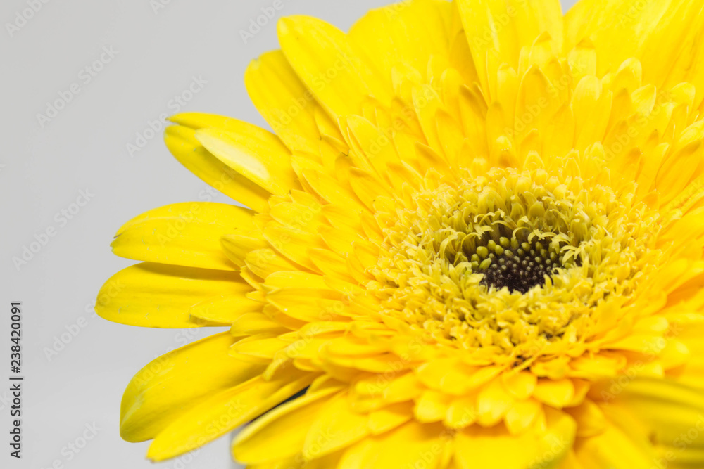 Yellow gerbera flower Yellow gerbera flower