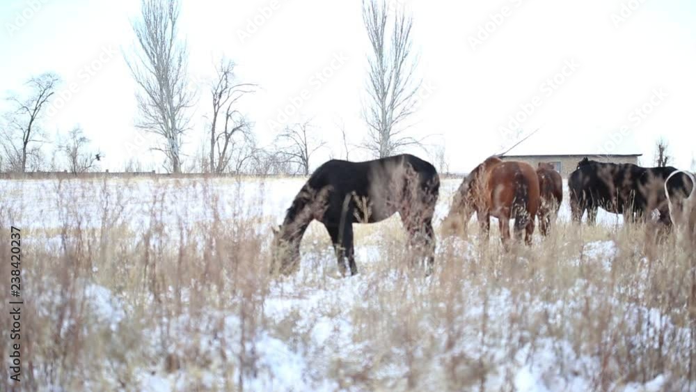 Group of horses nibbling on grass sticking through snow on a cold bright winter day Group of horses nibbling on grass sticking through snow on a cold bright winter day