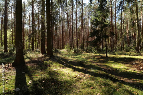Fototapeta Naklejka Na Ścianę i Meble -  still life in a forest