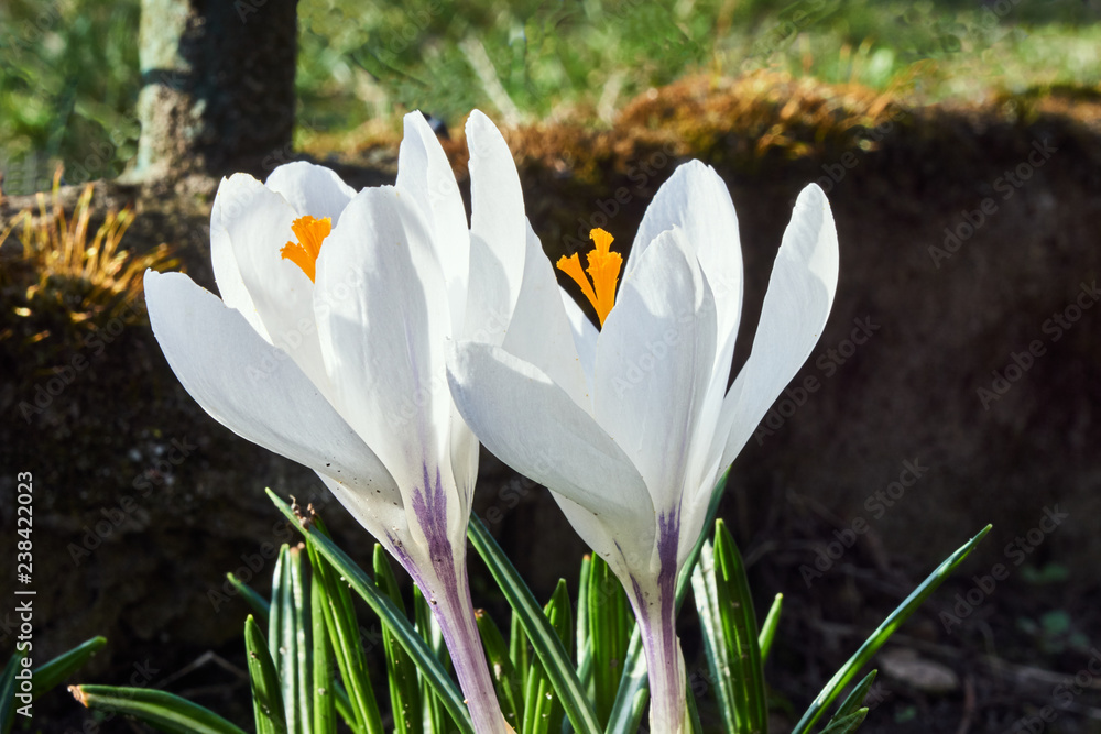 Spring crocuses - white flowering flowers in the garden. Spring crocuses - white flowering flowers in the garden.