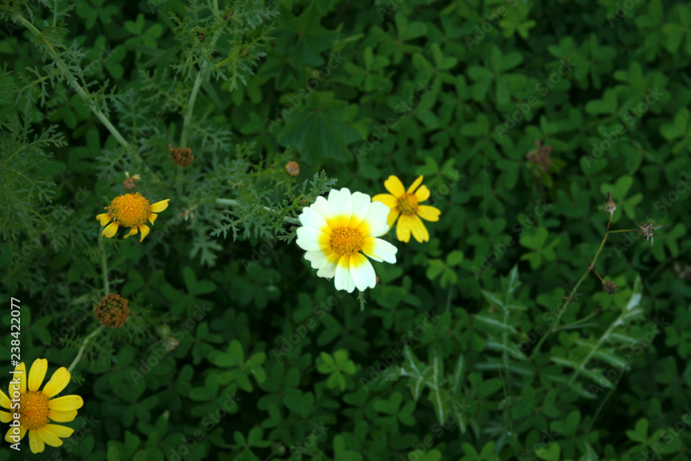 YELLOW AND WHITE FLOWERS YELLOW AND WHITE FLOWERS