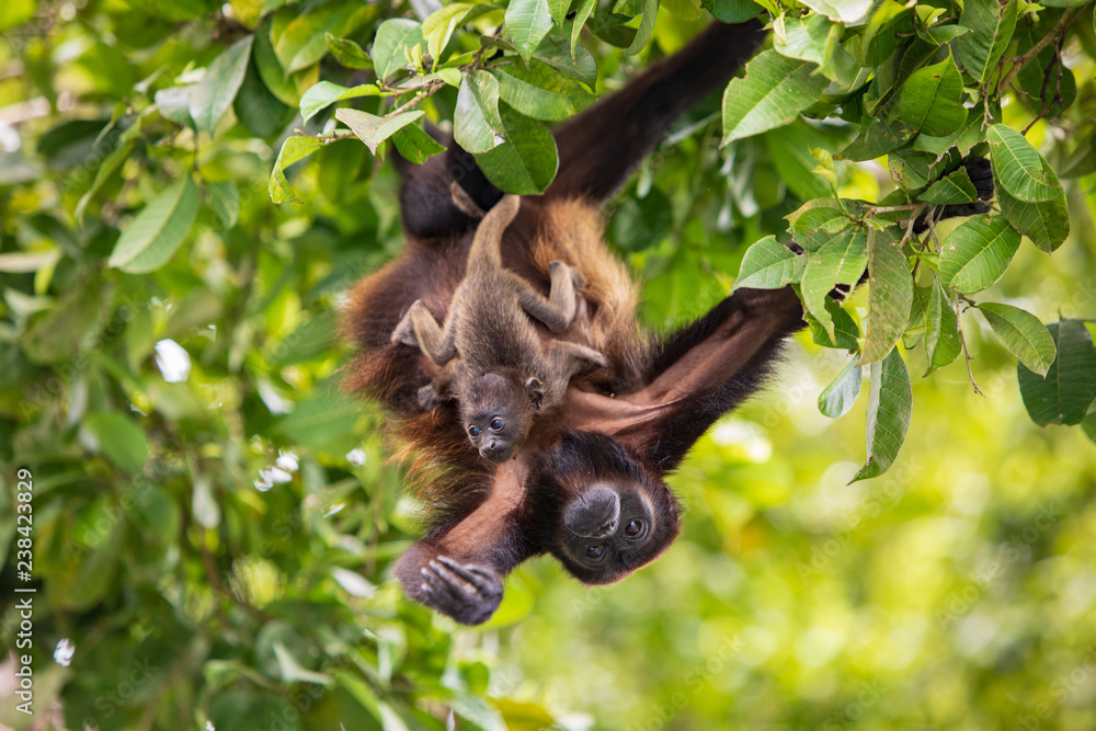 Fotografie Alouatta palliata aequatorialis - Howler Monkey