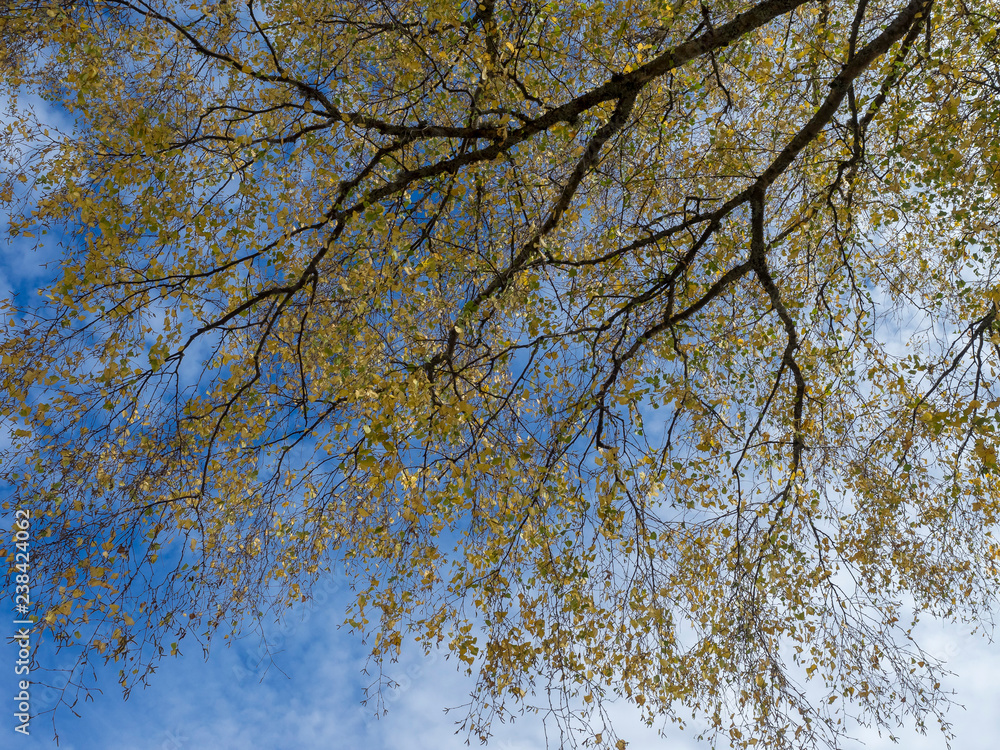 Populus tremula - La cime d'un peuplier tremble ou peuplier d'Europe sous un ciel bleu Populus tremula - La cime d'un peuplier tremble ou peuplier d'Europe sous un ciel bleu