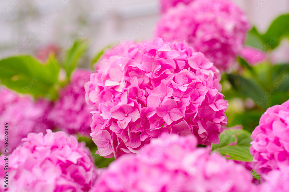 Vibrant pink. Hydrangea blossom on sunny day. Pink hydrangea in full bloom. Flowering hortensia plant. Blossoming flowers in summer garden. Showy flowers in summer Vibrant pink. Hydrangea blossom on sunny day. Pink hydrangea in full bloom. Flowering hortensia plant. Blossoming flowers in summer garden. Showy flowers in summer