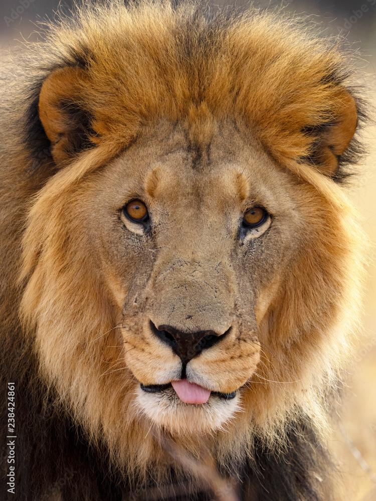 Obraz premium Lion