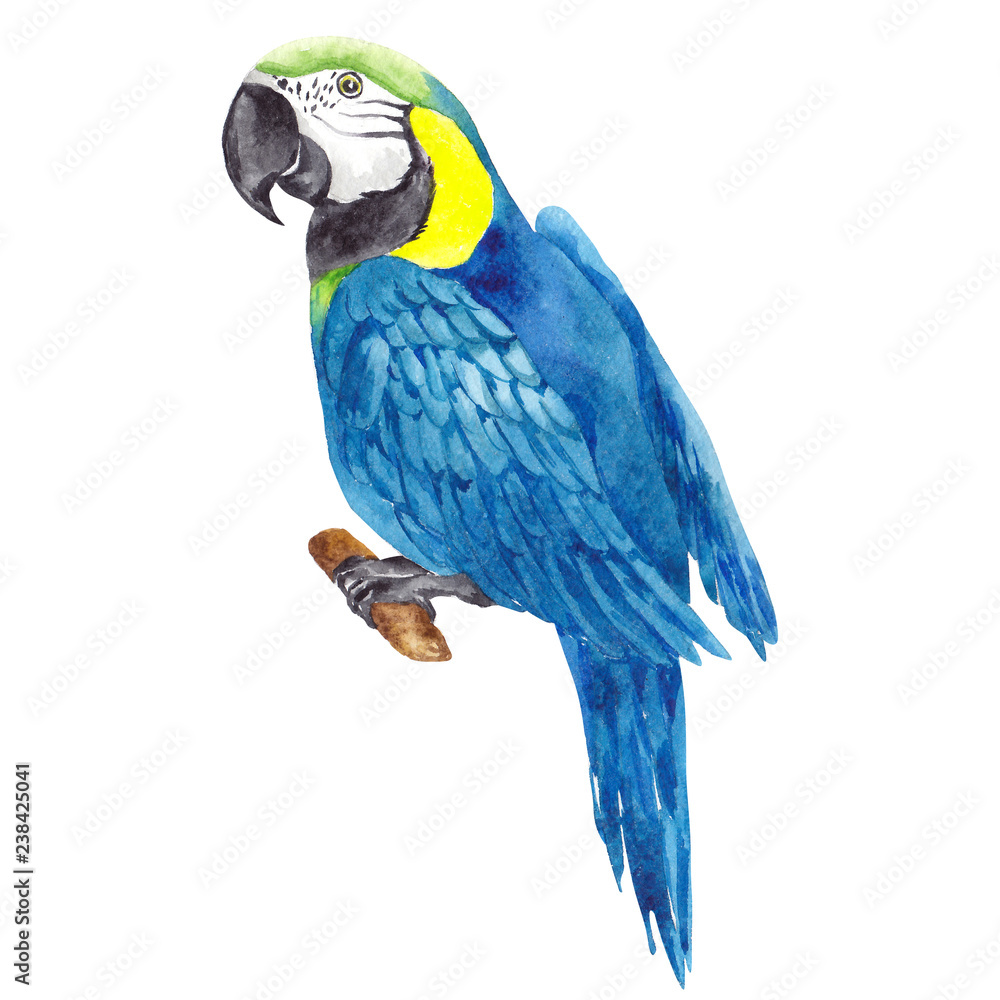 Watercolor illustration  with tropical parrot
