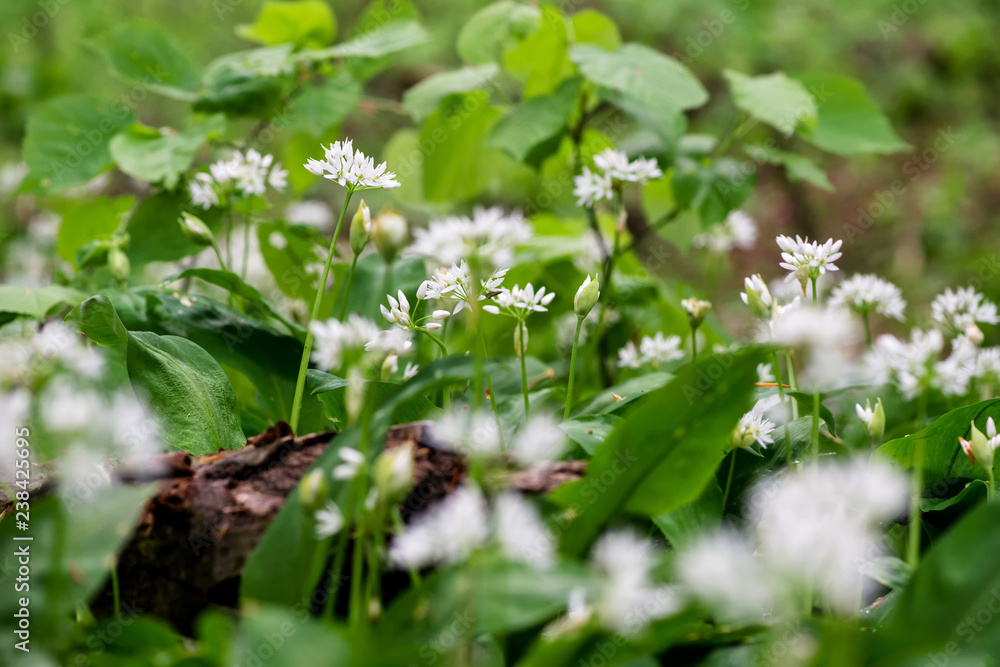 Flowering ramson, Allium ursinum. Blooming wild garlic plants in the woodland in spring - selective focus Flowering ramson, Allium ursinum. Blooming wild garlic plants in the woodland in spring - selective focus
