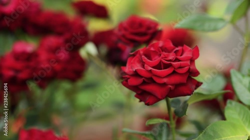 The blooming roses in spring