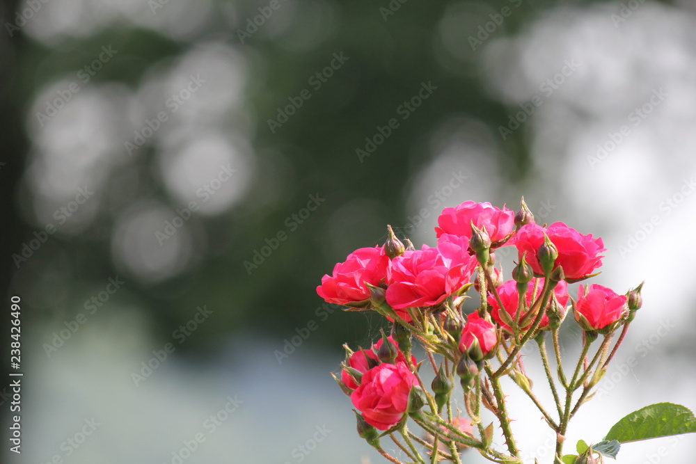 a branch with pink rose flowers closeup and a nice bokeh in the background