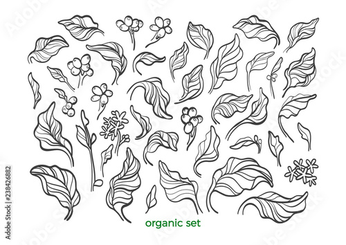 Vector nature set. Realistic botanical leaves, bean, flower