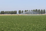 large field of potatoes with irrigation in summer and a row of trees in the background