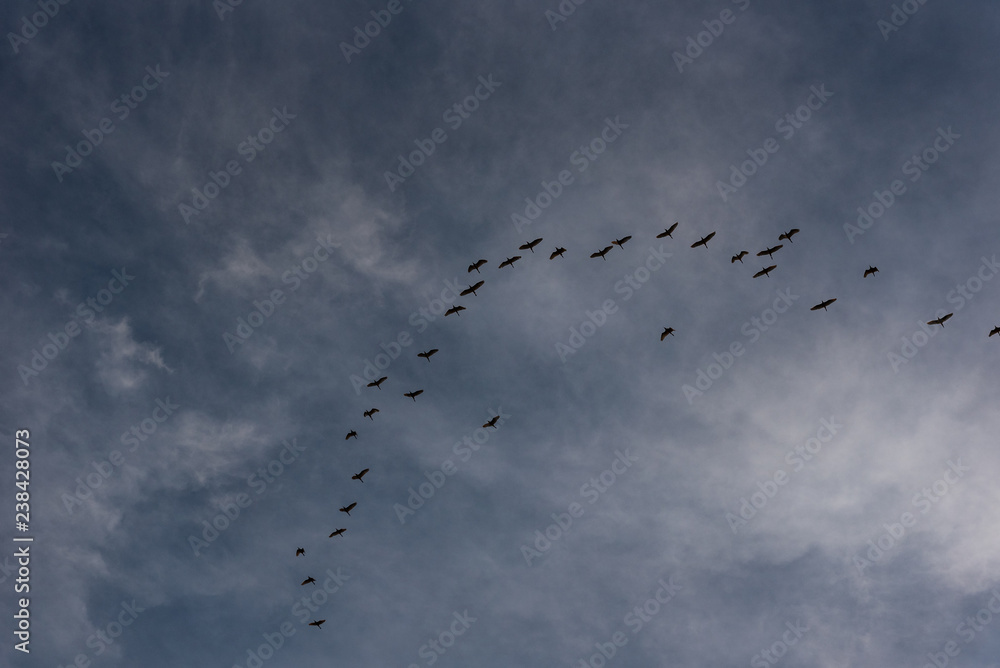 Birds flying in Birds flying in