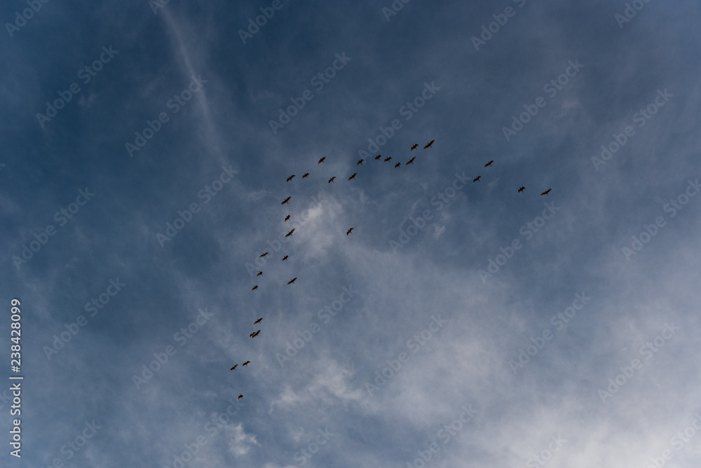 Birds flying in Birds flying in