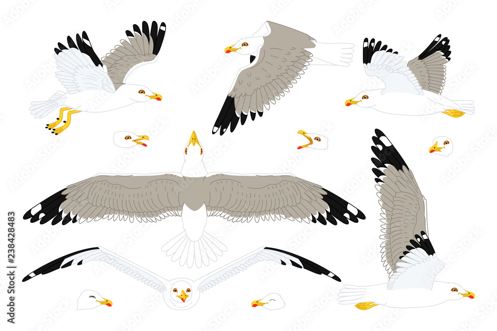 Fototapeta premium vector seagull sea gull set