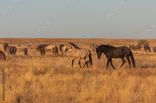 Wild Horses in the Utah Desert