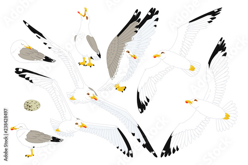 vector seagull sea gull set