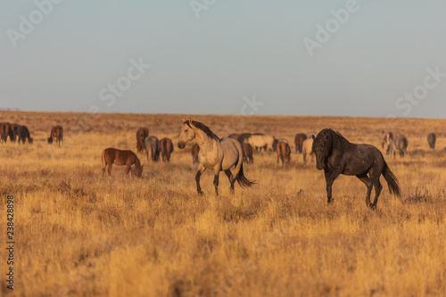 Wild Horses in the Utah Desert