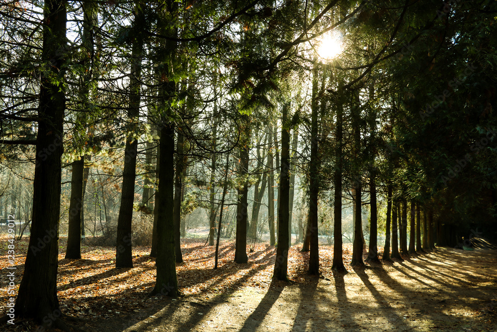 Pine forests in the tropics are rich is creating the world's oxygen in a landscape green background. Pine forests in the tropics are rich is creating the world's oxygen in a landscape green background.