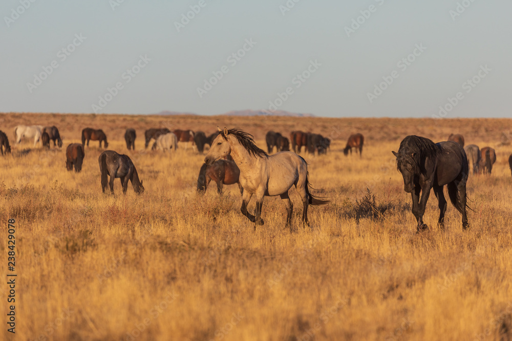 Obraz premium Wild Horses in the Utah Desert