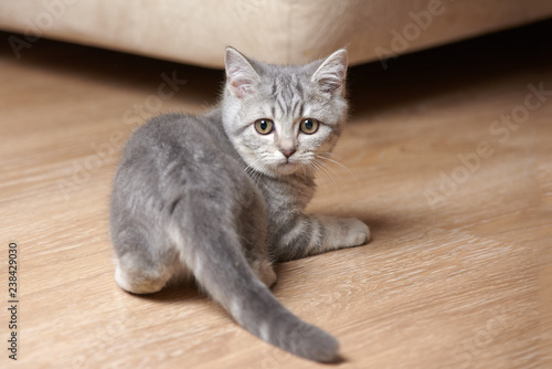 The portrait of a cute grey Scottish straight kitten on the floor in the living room.