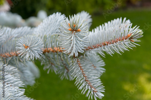Branches of silver fir