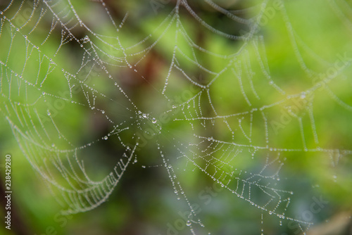 Web spider with dew in the morning - detail