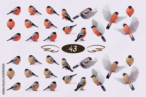 vector bullfinch flock set