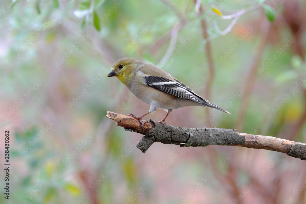 American Goldfinch songbird perched on tree limb