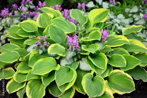 Amazing beauty hosta with green and yellow leaves in the garden close-up. photo